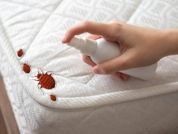 Best Pest Prevention Services  in Hitchcock, TX